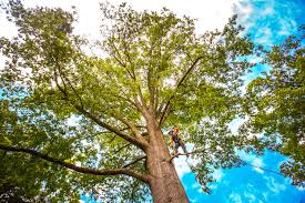 Best Tree Trimming and Pruning  in Arcadia, FL