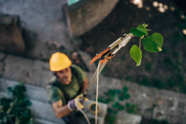 Reliable Arcadia, FL Tree Removal Solutions
