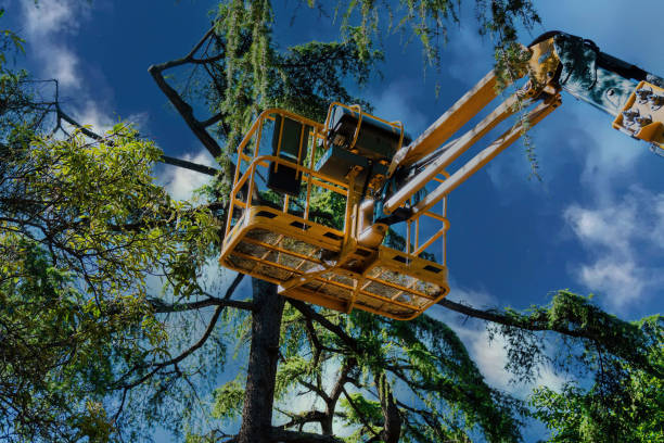 Best Tree Cabling and Bracing  in Arcadia, FL